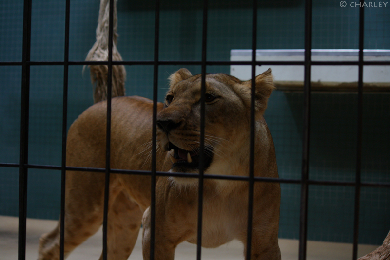 zoo-berlin2010 (16).jpg